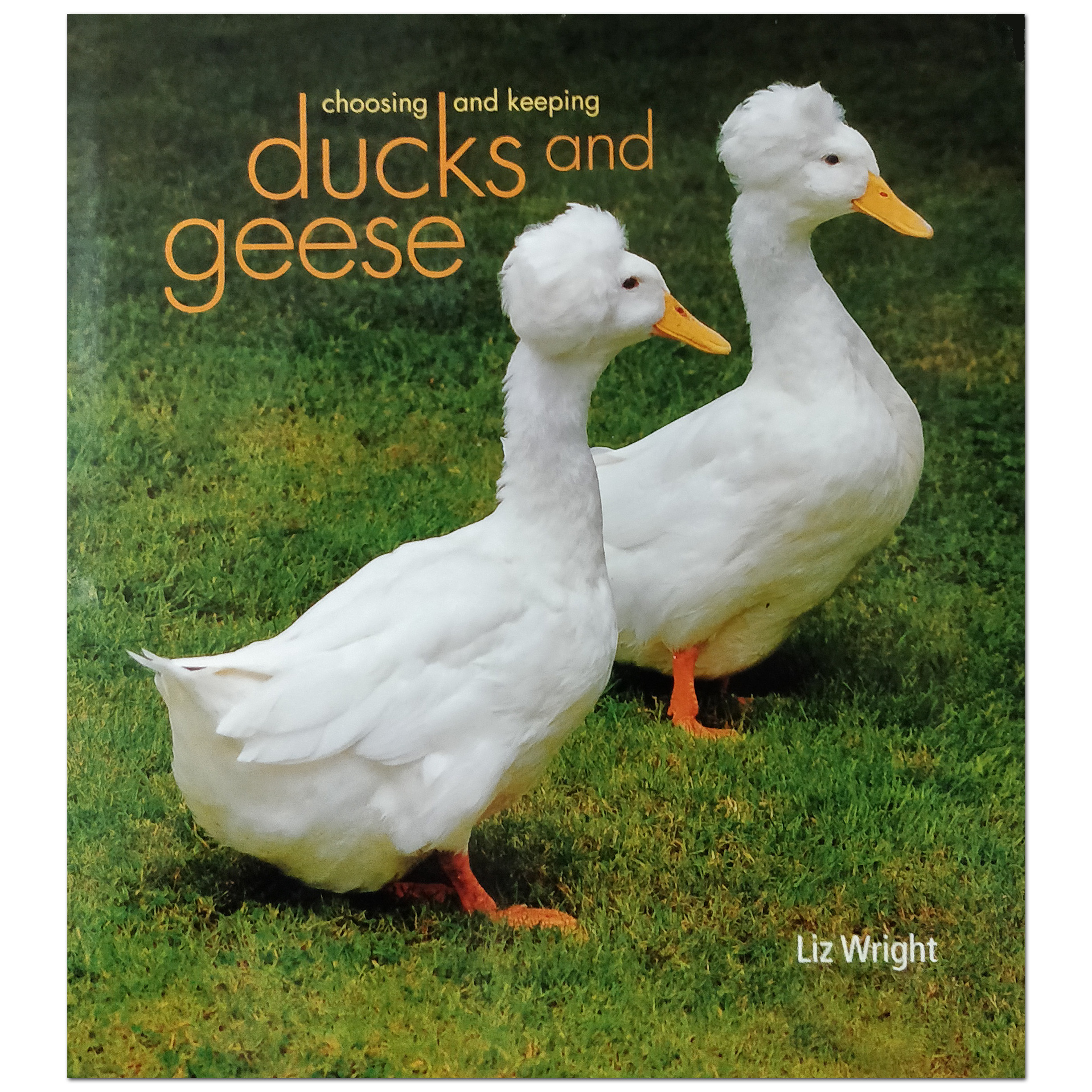 Choosing and Keeping Ducks & Geese