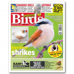 Cage and Aviary Birds