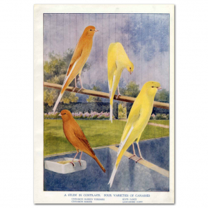 Art Print #56 - A Study of Contrast. Four Varieties of Canaries