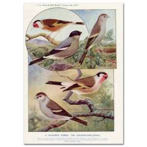 Art Print #59 - A Favourite Hybrid - The Goldfinch.Bullfinch
