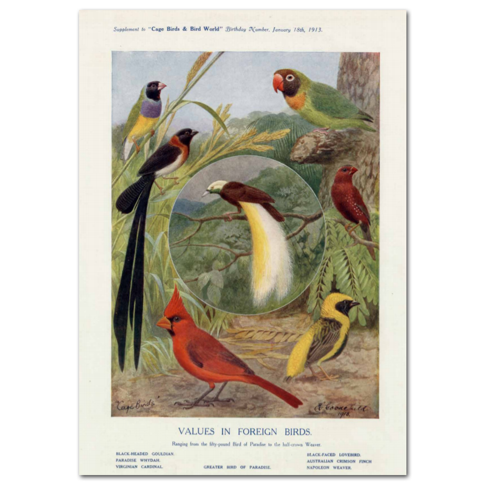 Art Print #61 - Values in Foreign Birds