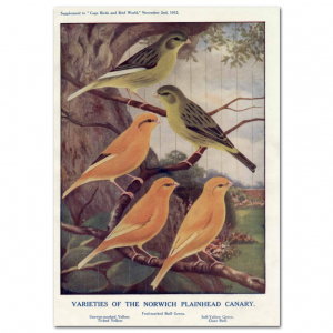 Art Print #63 - Varieties of the Norwich Plainhead Canaries