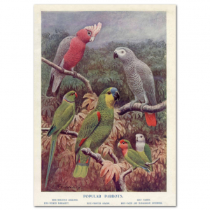 Art Print #66 Popular Parrots