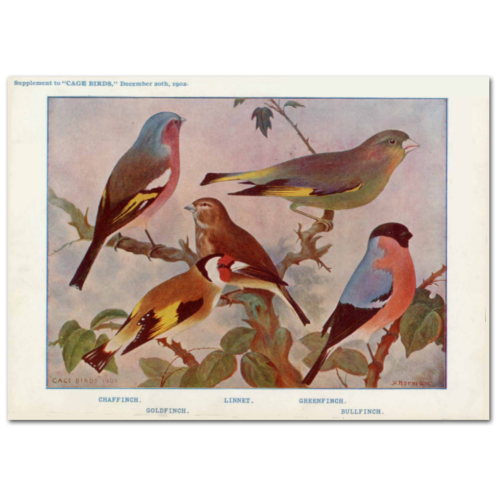 Art Print #71 - Variety of Finches