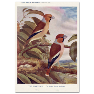 Art Print #73 - The Hawfinch