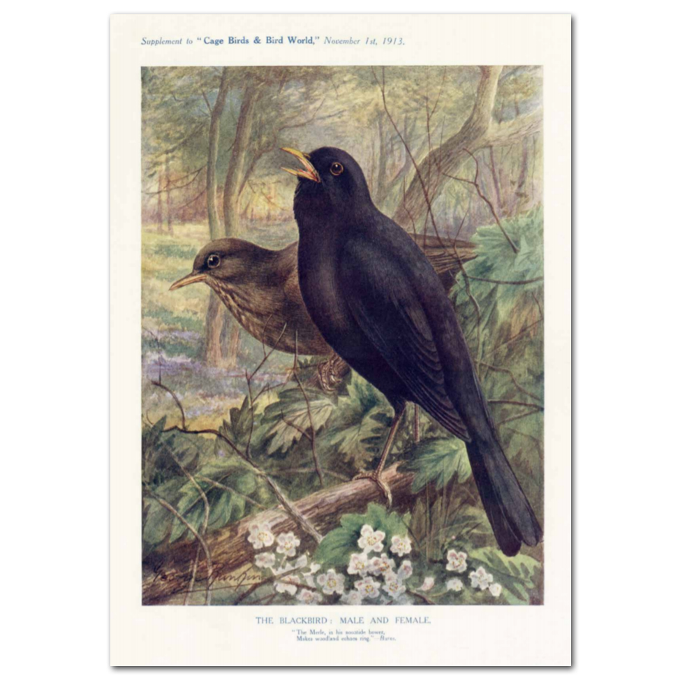 Art Print #77 - The Blackbird: Male and Female