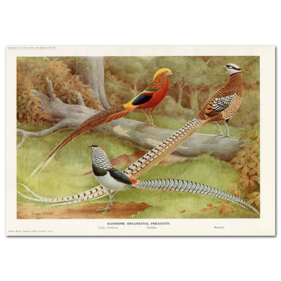 Art Print #80 - Handsome Oranmental Pheasants