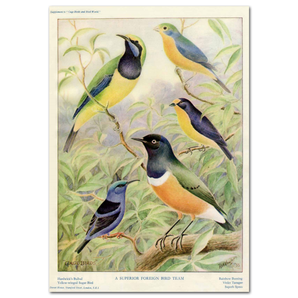 Art Print #82 - A Superior Foreign Bird Team