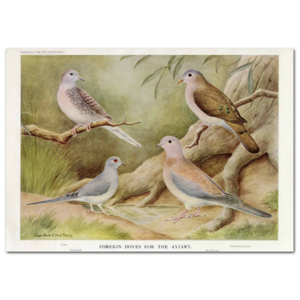 Art Print #83 - Foreign Doves for the Aviary