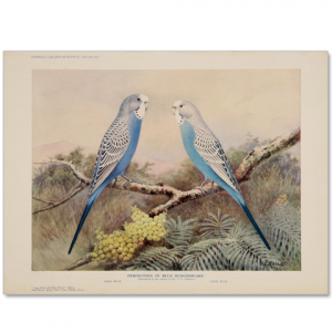 Art Print #35 - Blue Budgerigars