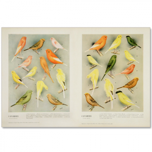 Art Print #34 - Canaries