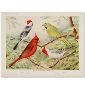 Art Print #28- Handsome Cardinals