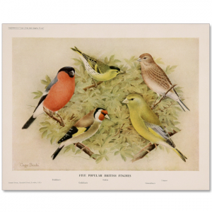 Art Print #26 - Five British Finches