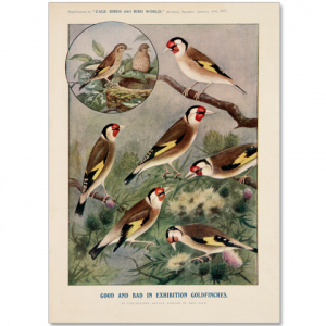 Art Print #40 - Exhibition Goldfinches