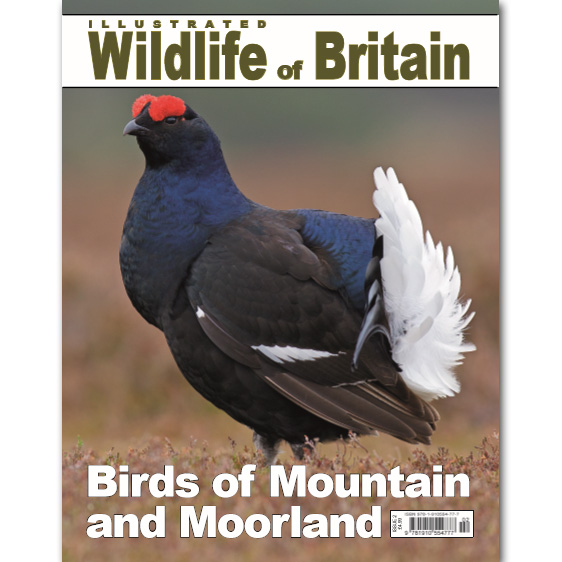 Illustrated Wildlife of Britain - Issue 2