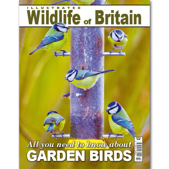 Illustrated Wildlife of Britain - Issue 3