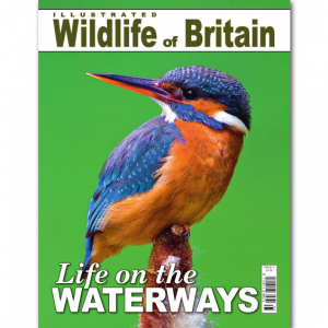 Illustrated Wildlife of Britain - Issue 4