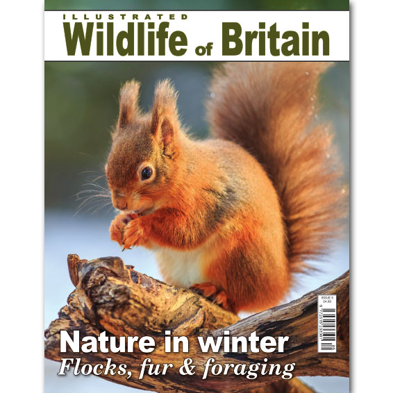Illustrated Wildlife of Britain - Issue 5